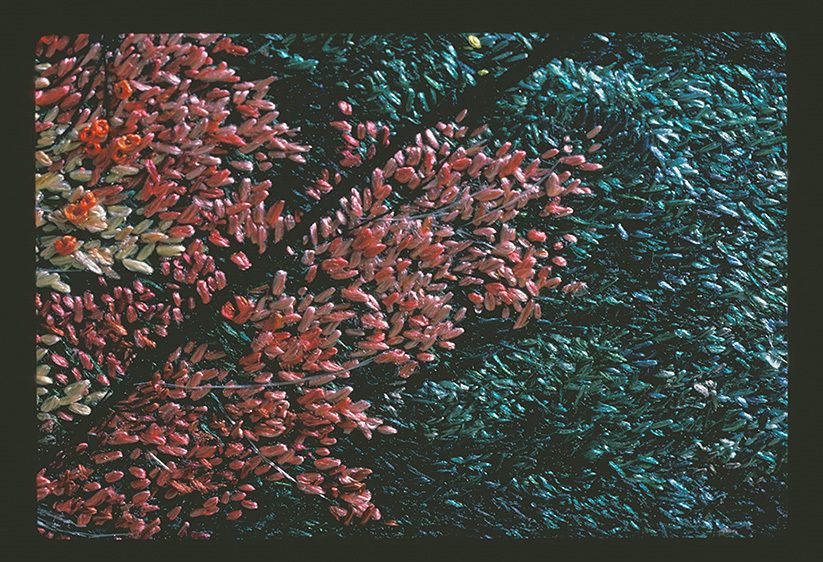 20" x 24"Variations on the bundle stitch using blended color threads to create the bundles. Some random stitching. RED MAPLE, BLACK TRUNK (Detail 2)