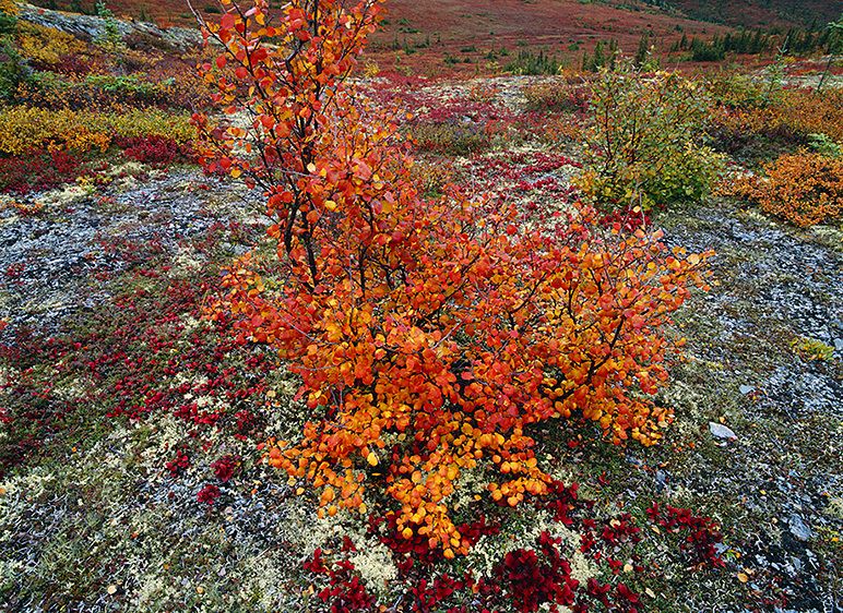 TEXTURAL SPECTACLE, CRANBERRY RIDGE ABOVE CAMP DENALI, 2009