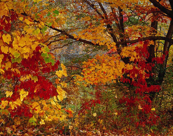 BREWSTER BOOGIE WOOGIE, #27, 1979All prints are VINTAGE Cibachrome/Ilfochromemade prior to 1985 by Master Printer, Michael Wilder.ORDER FROM CHAOS, NEW WORK and NEW WORK, TOO a complete portfolio of 18-signed, limited edition prints w/catalog: $150,000 (Only 1 complete portfolio is still available.) BREWSTER BOOGIE WOOGIE, #27, 1979