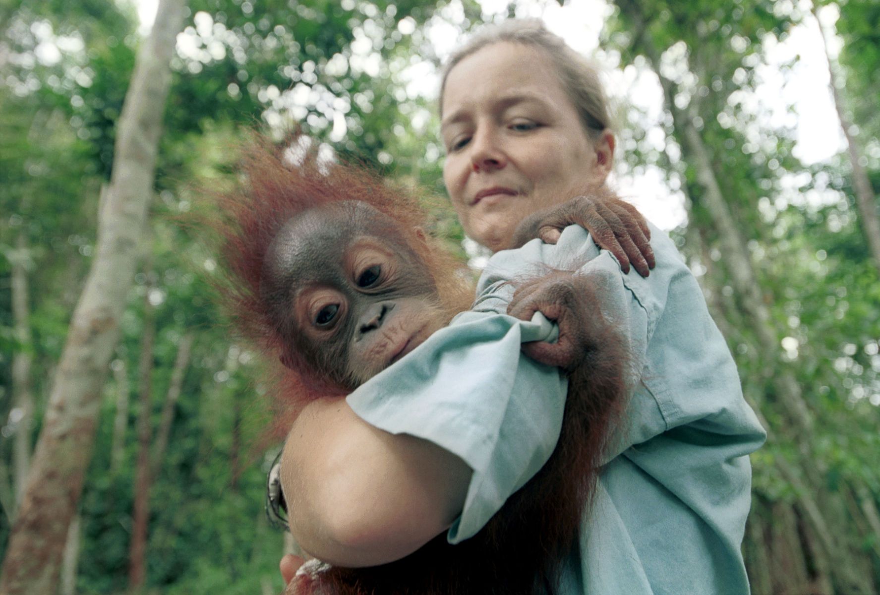  Orangutan Rescue  Borneo Chilean documentary and 