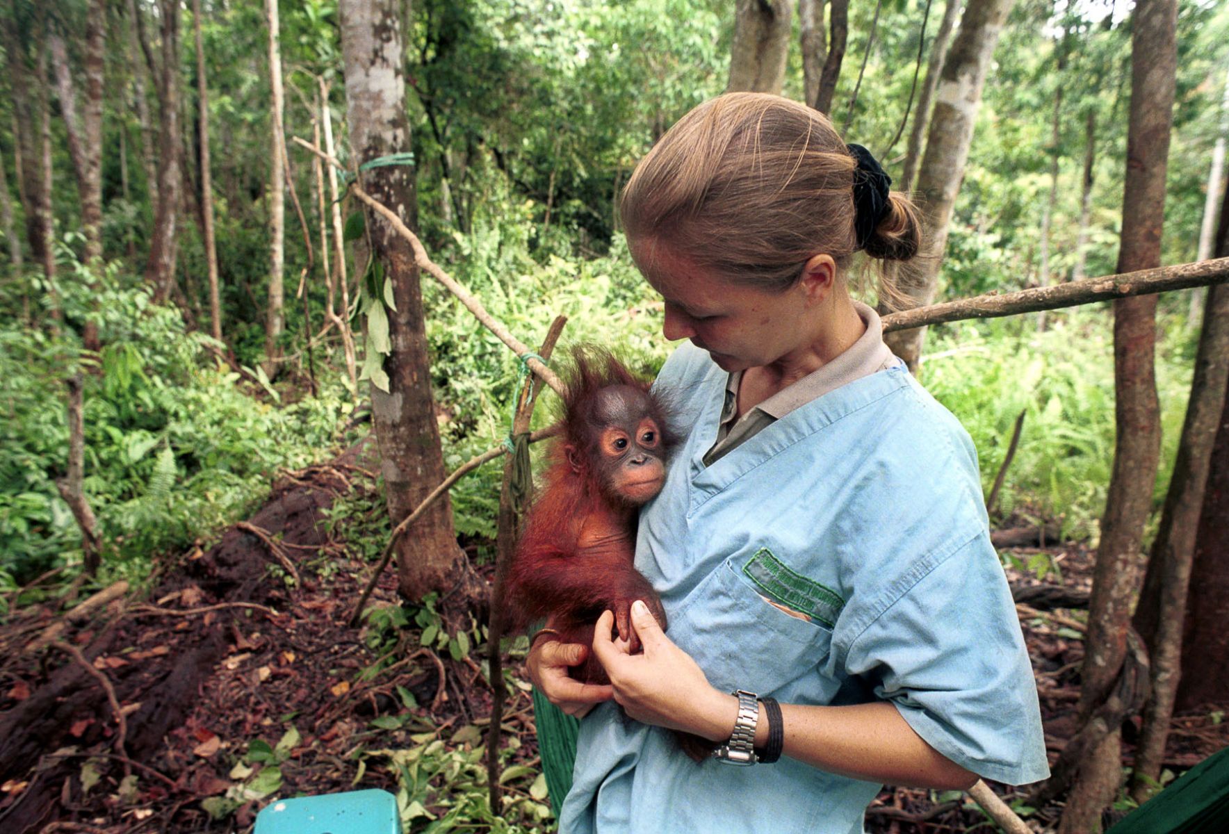 Orangutan Rescue Borneo Chilean Documentary And Photojournalist For
