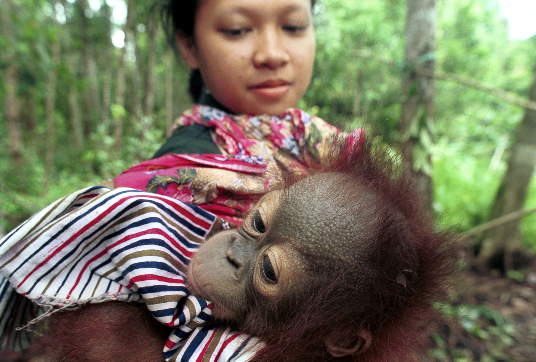 Orangutan Rescue Borneo - Chilean Documentary And Photojournalist For ...