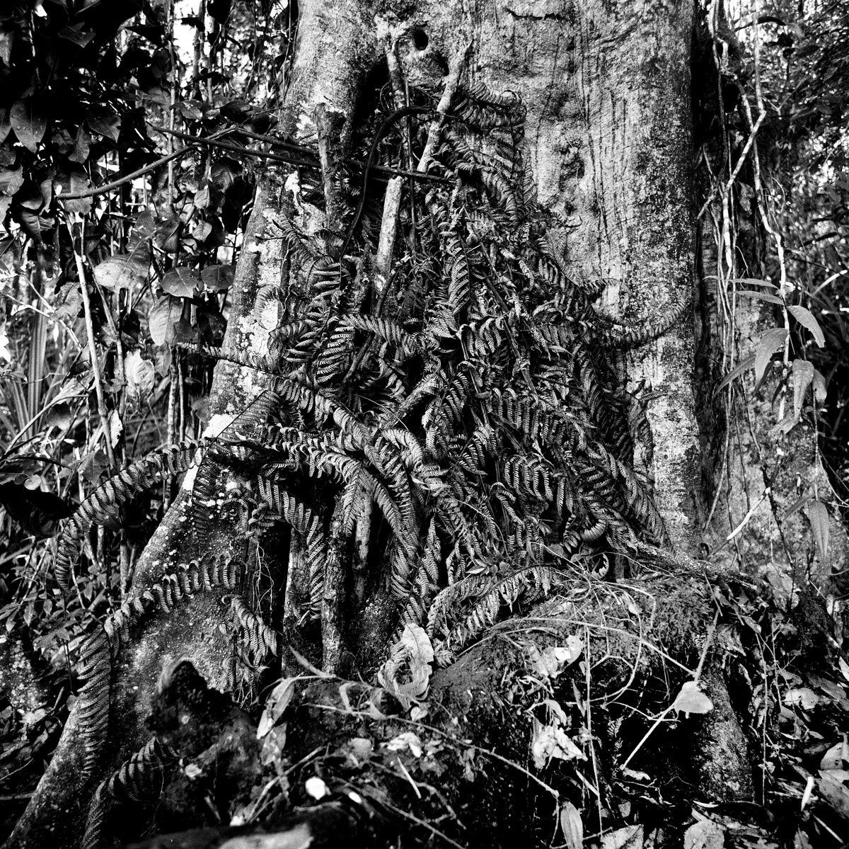 1png_nov_1997_sheet_40605_neg_1_rt