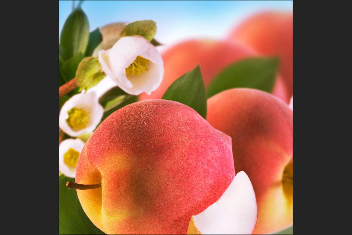 peach large blur copy 2.jpg