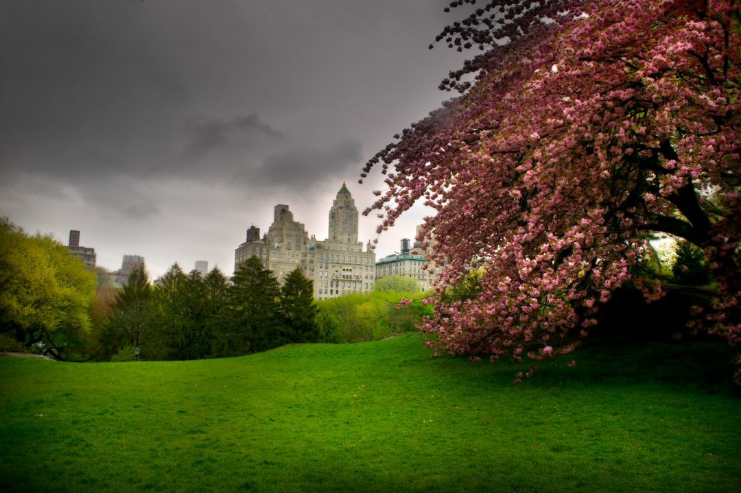 Cherry Tree.master.jpg