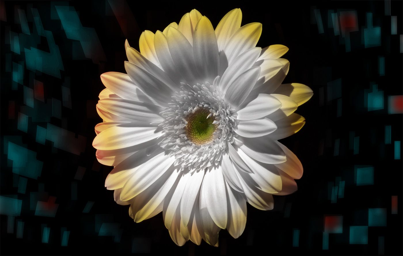 Flower-1.jpg