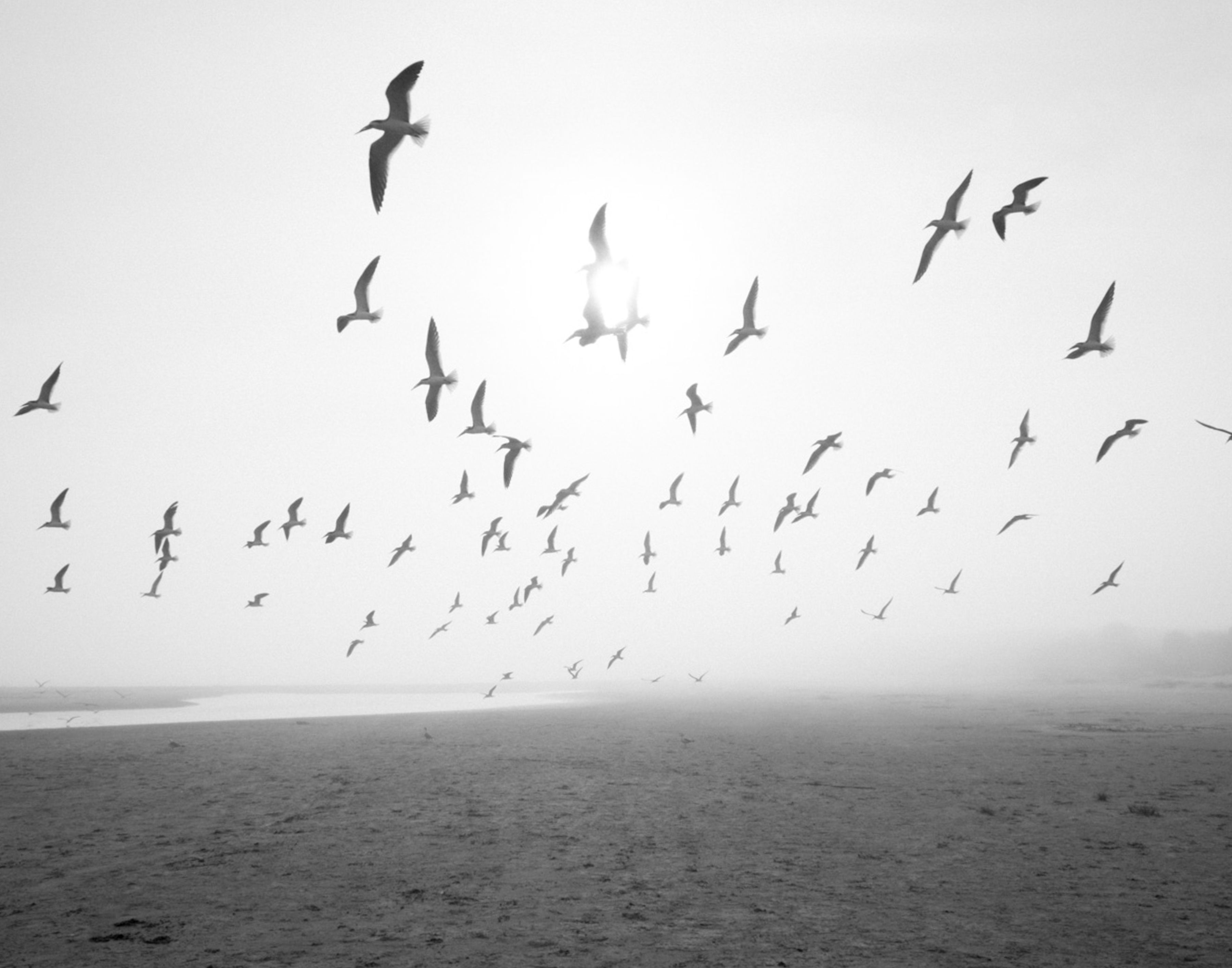 Birds flying near the shore in fog
