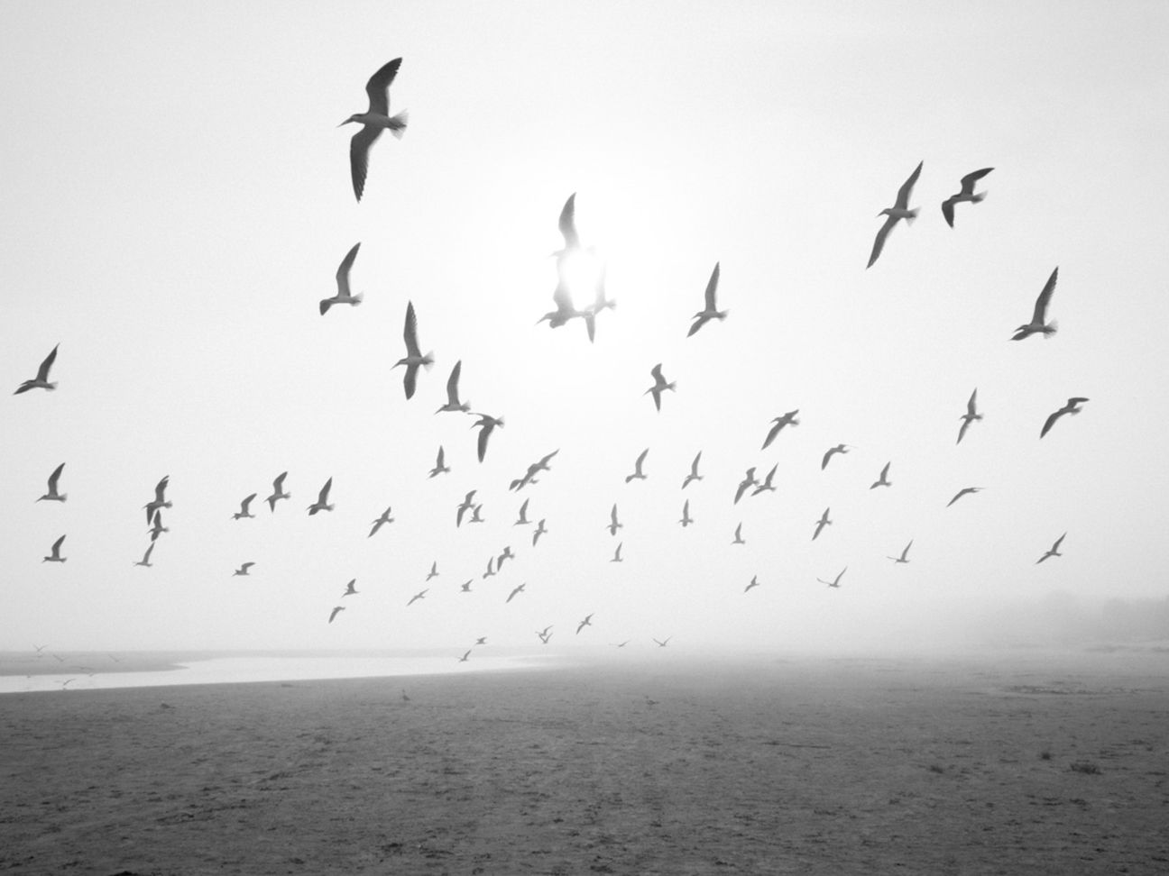  Birds flying near the shore in fog
