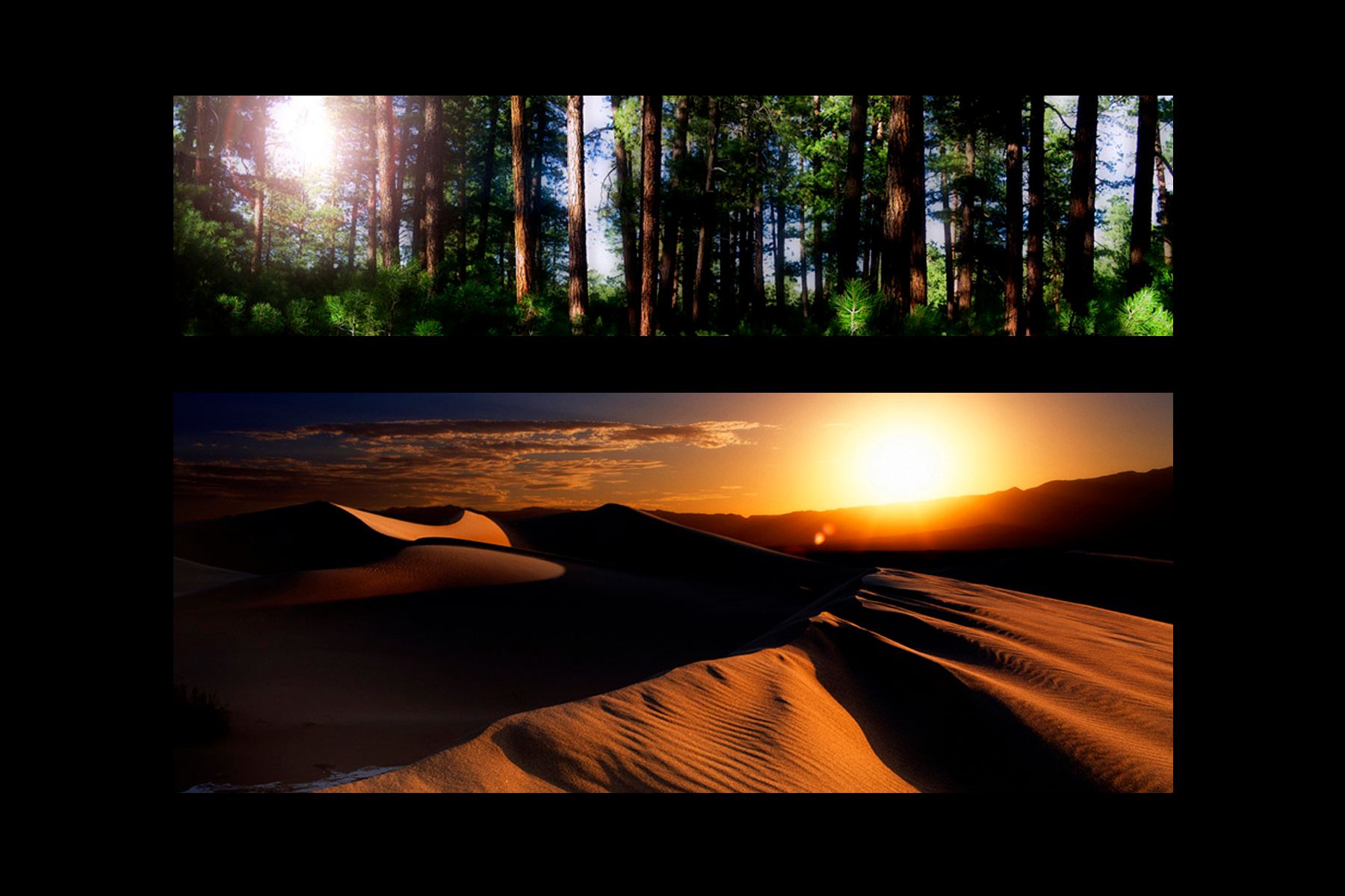 SAND DUNE FOREST.jpg