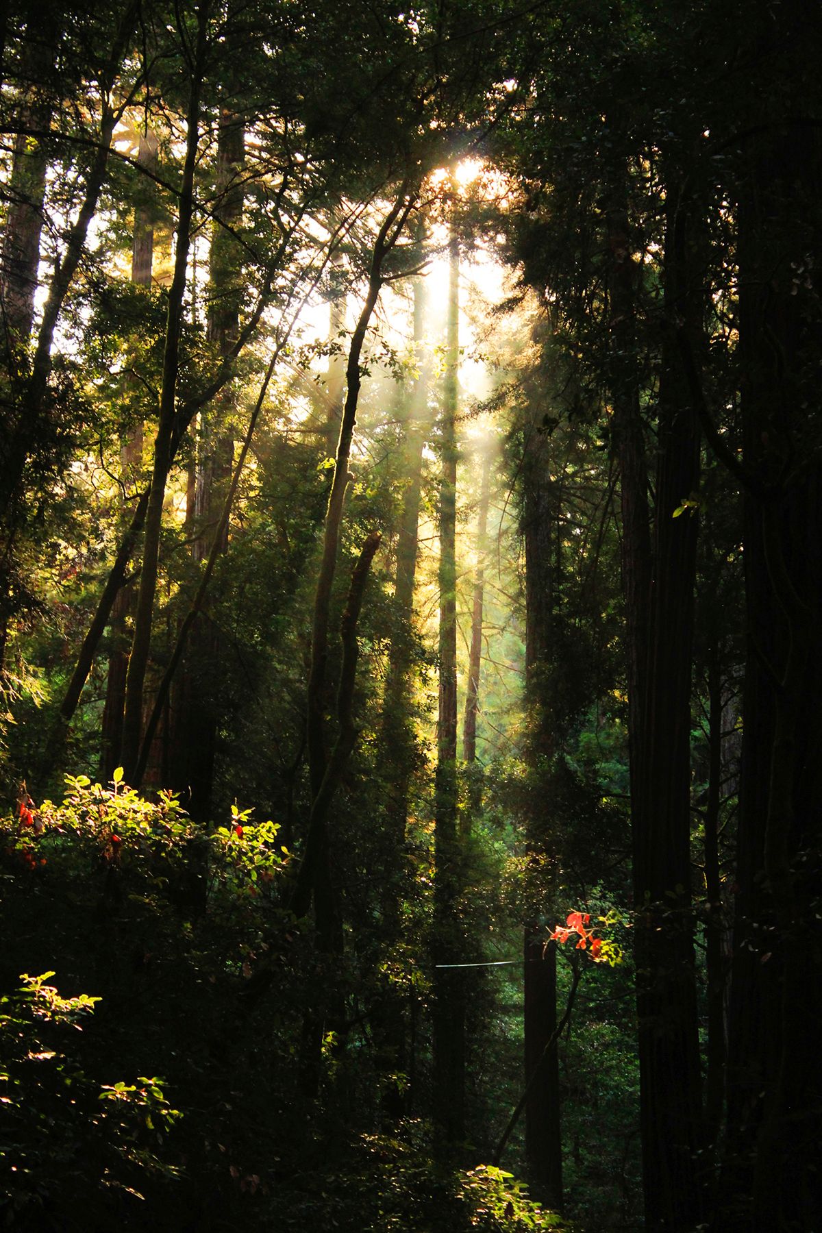 TREES AND FLOWERS.jpg