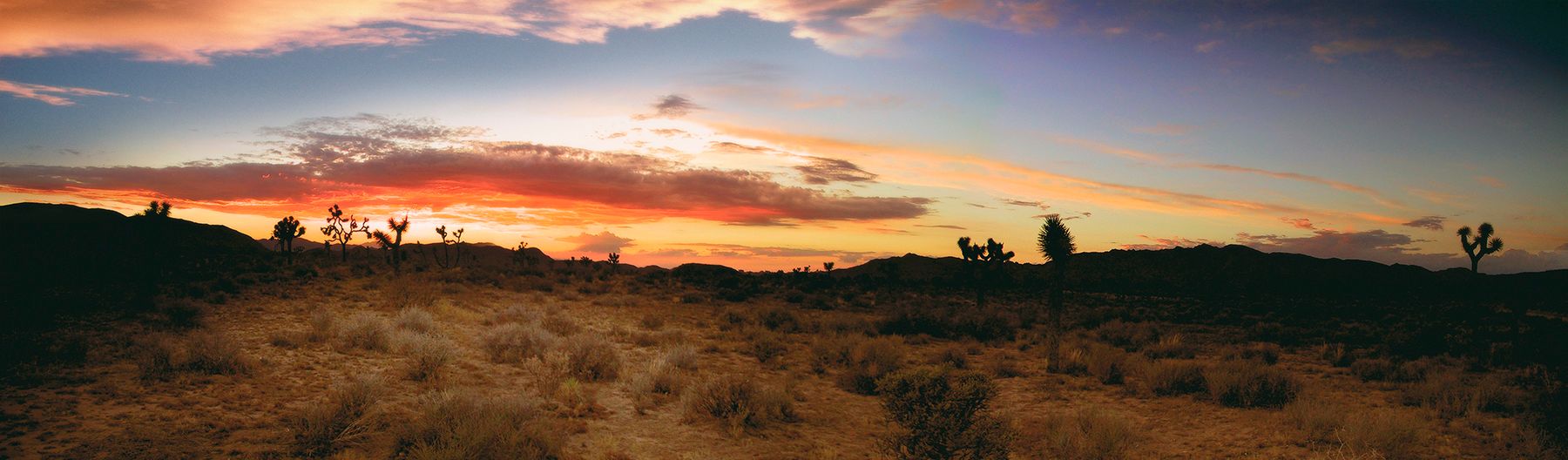 JOSHUA TREE.jpg