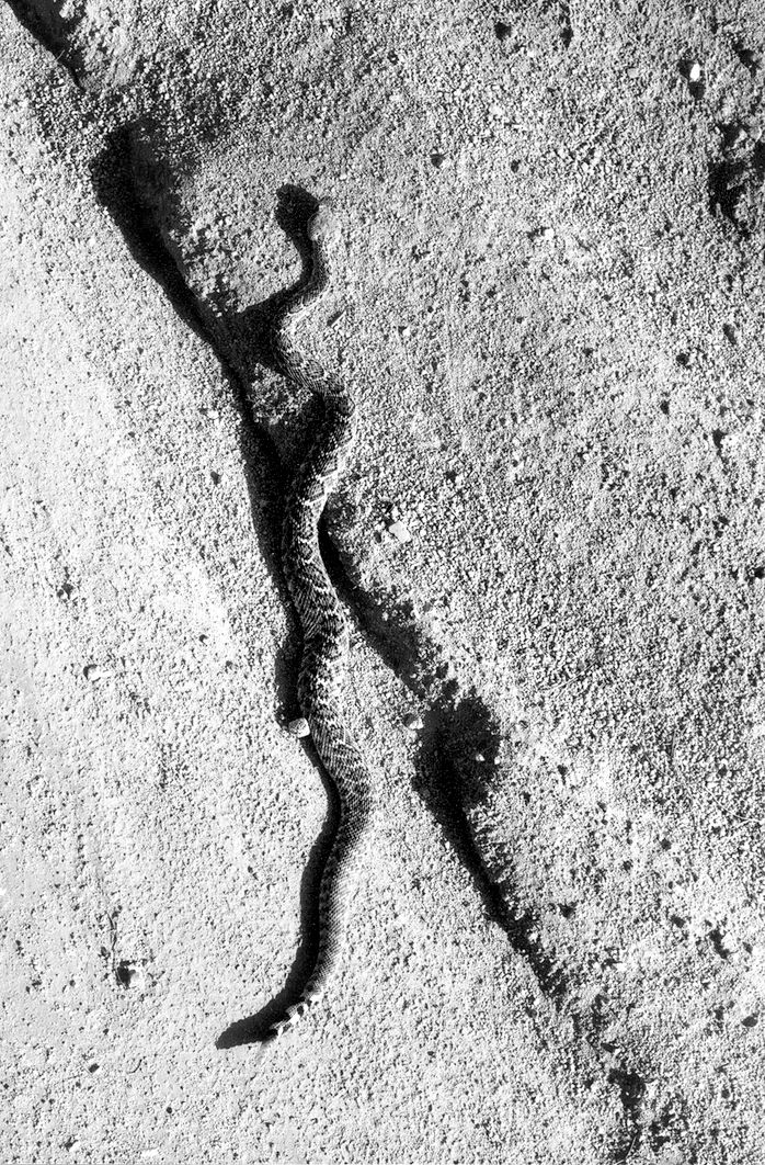 DS-rattlesnake.jpg