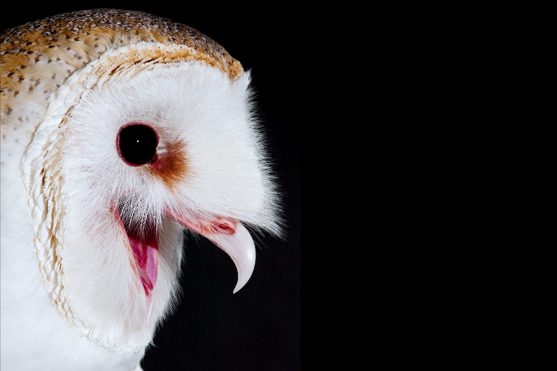 The Falcon Batchelor Bird of Prey Center of the Miami Science Museum