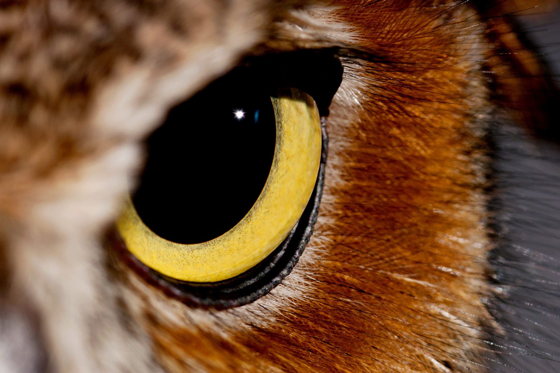 The Falcon Batchelor Bird of Prey Center of the Miami Science Museum