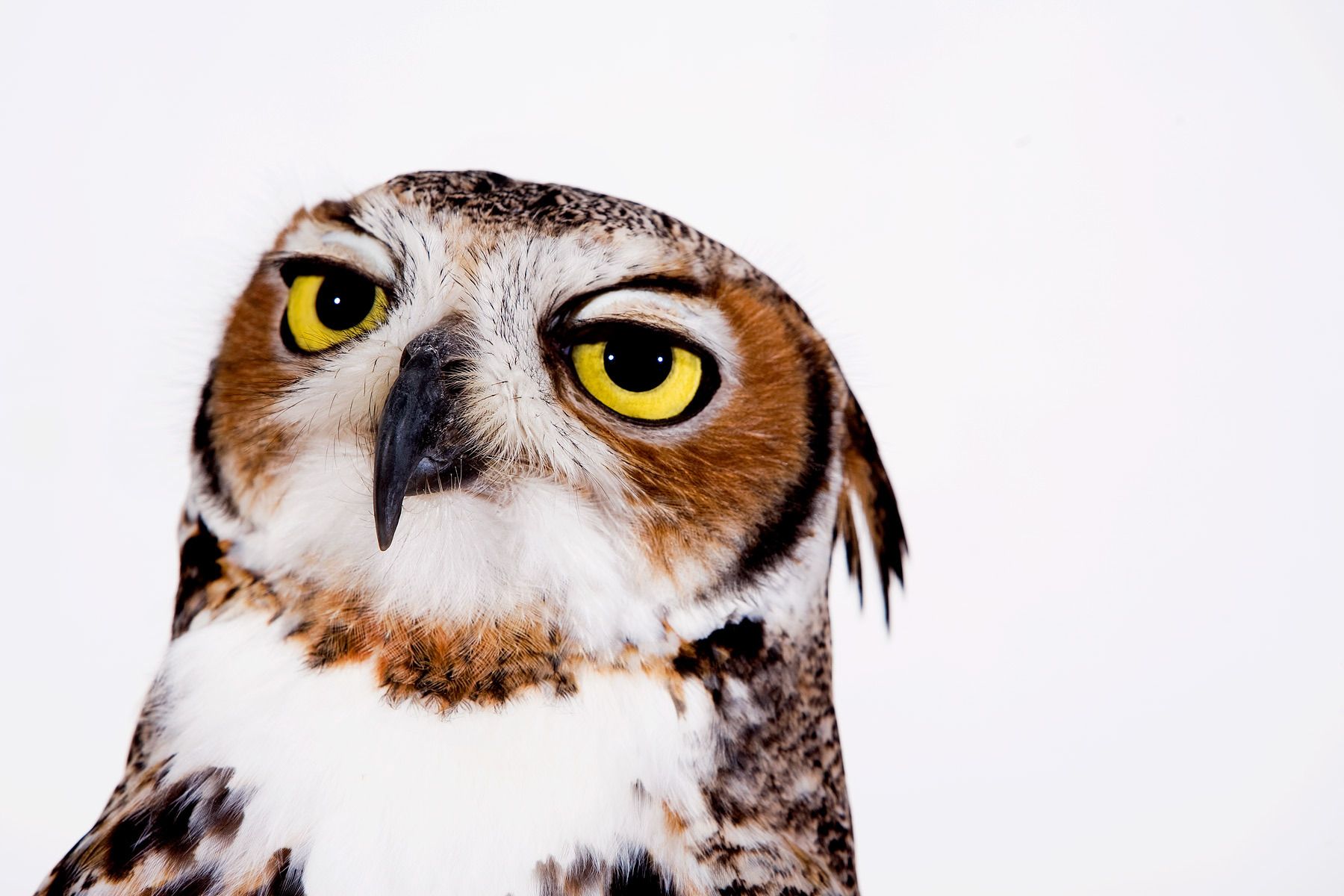 The Falcon Batchelor Bird of Prey Center of the Miami Science Museum