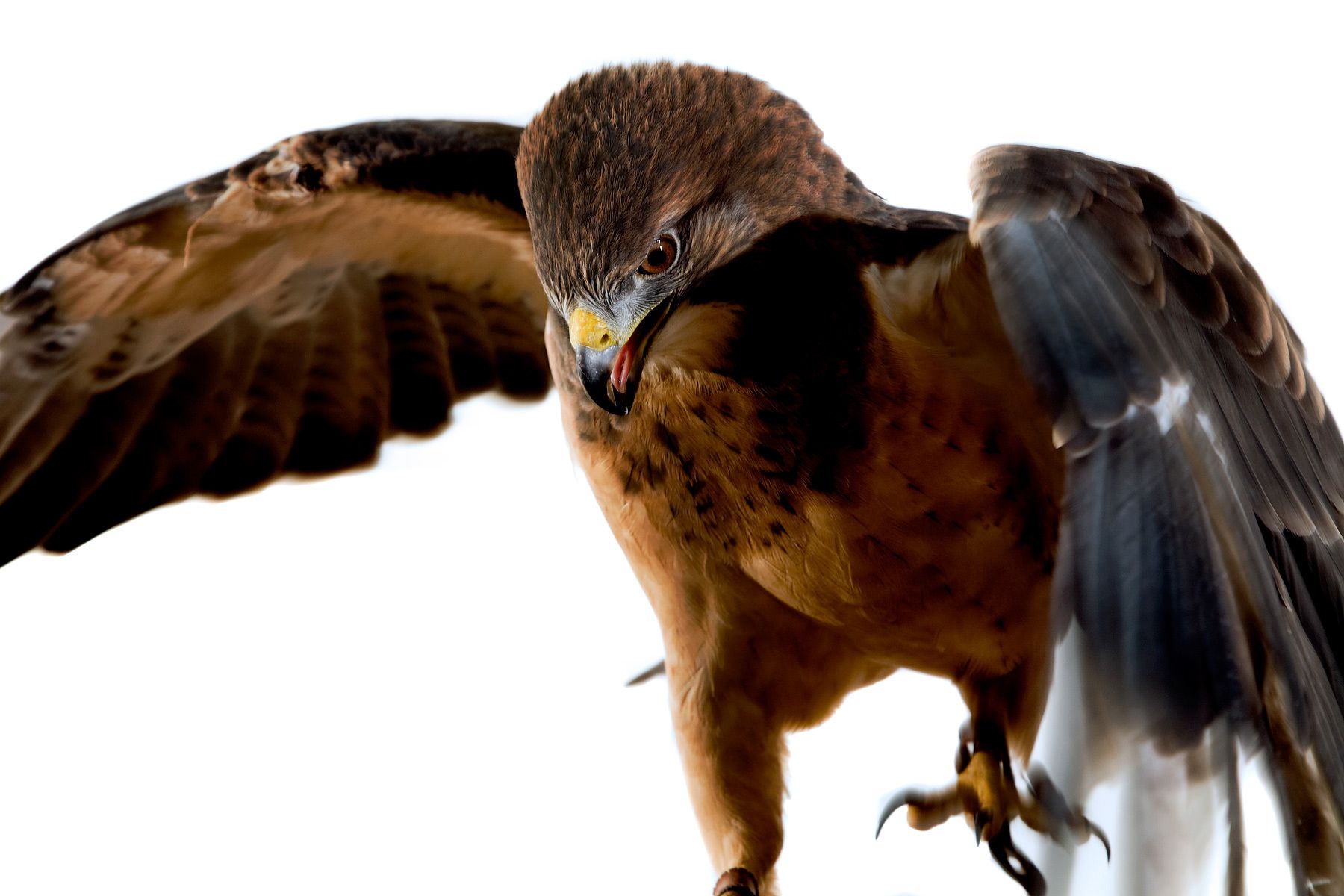 The Falcon Batchelor Bird of Prey Center of the Miami Science Museum