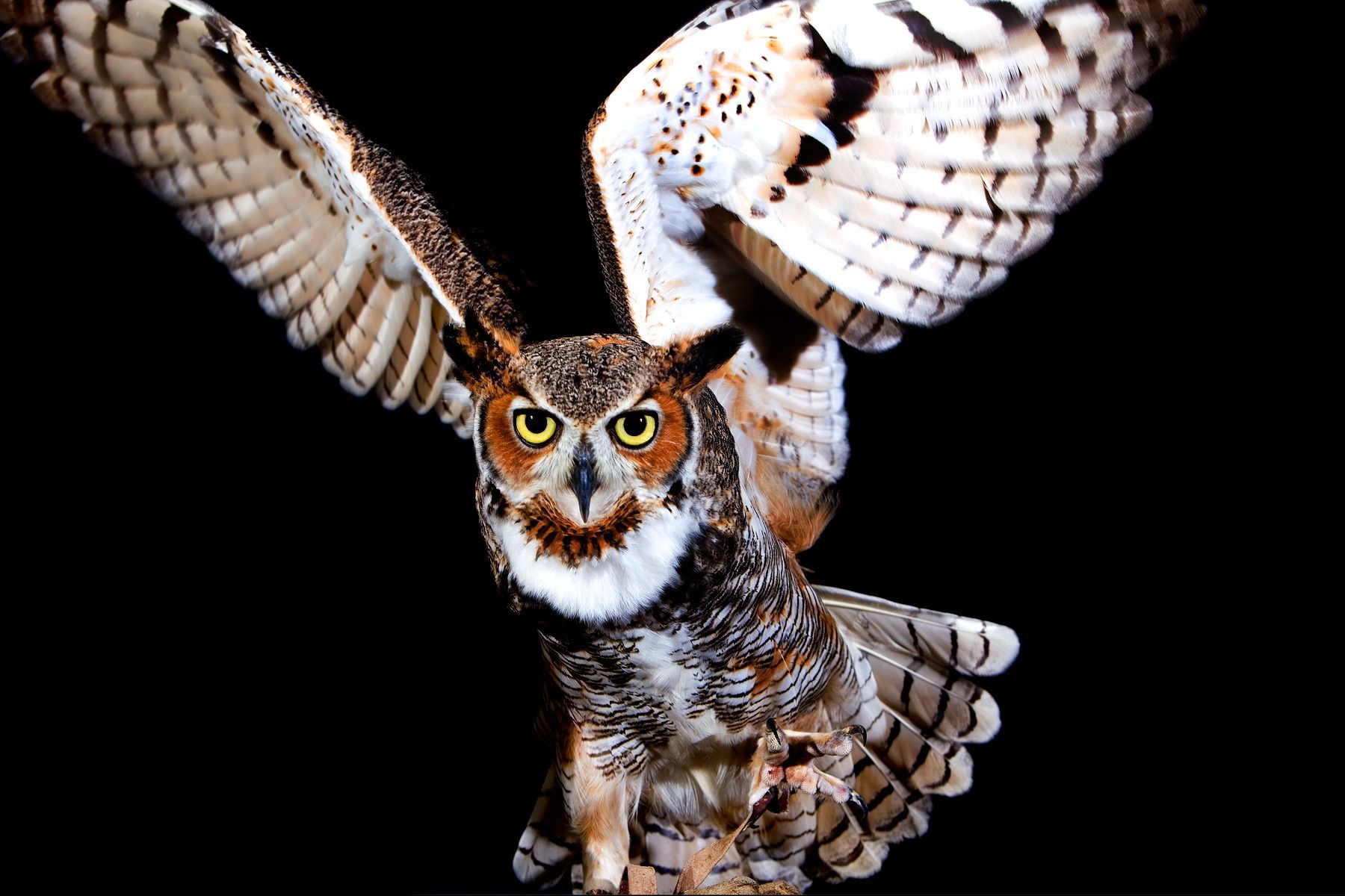 The Falcon Batchelor Bird of Prey Center of the Miami Science Museum