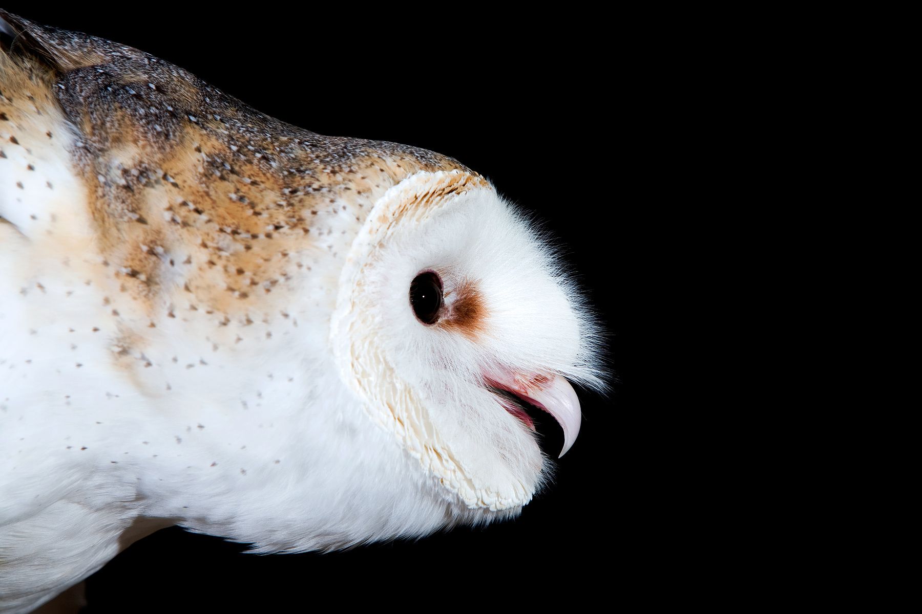 The Falcon Batchelor Bird of Prey Center of the Miami Science Museum