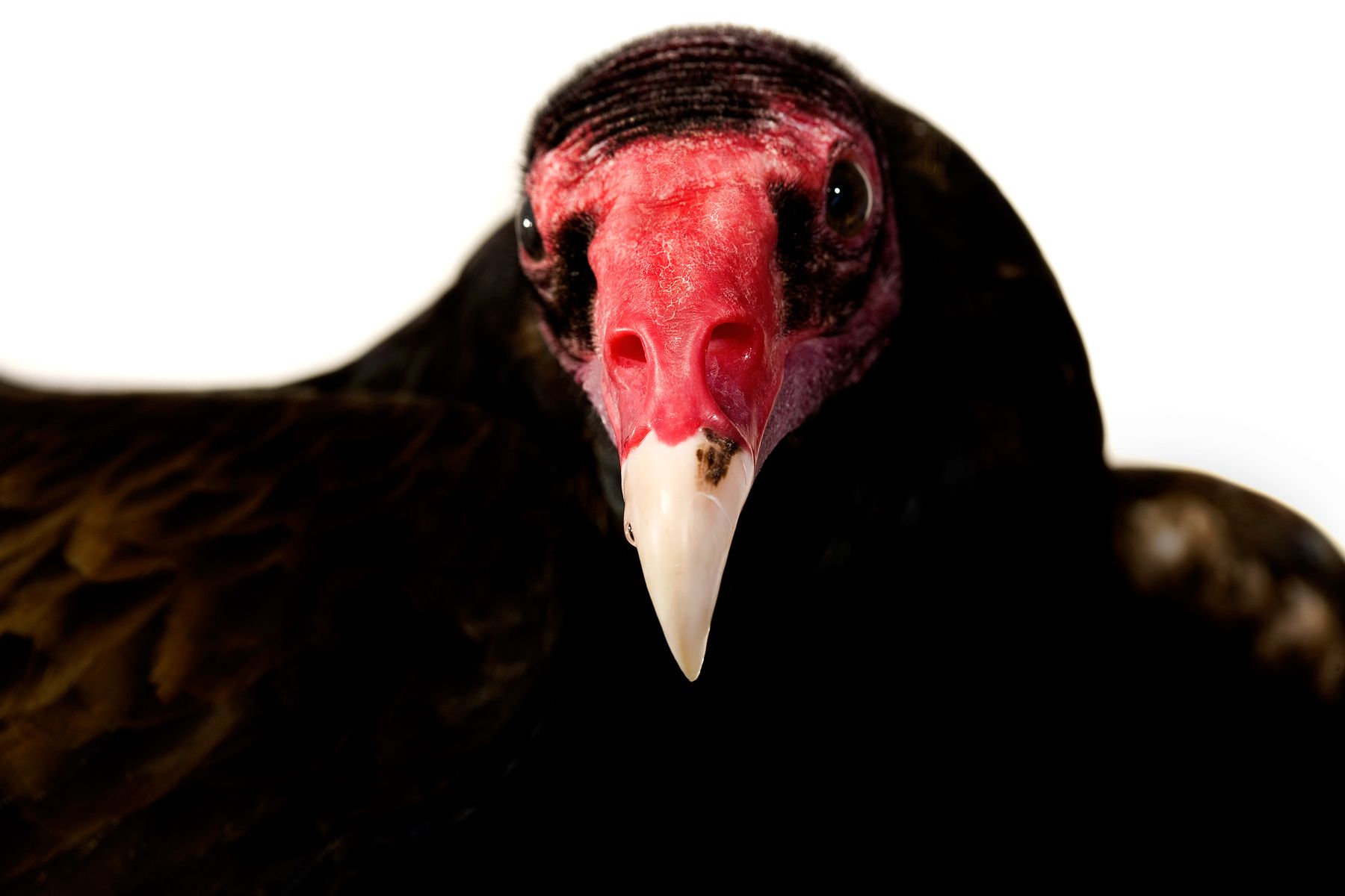 The Falcon Batchelor Bird of Prey Center of the Miami Science Museum