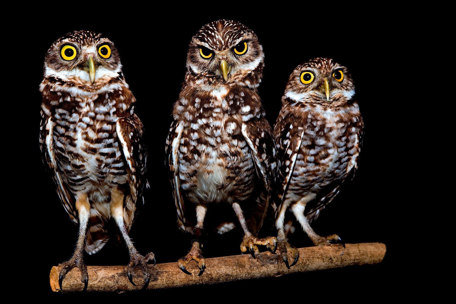 The Falcon Batchelor Bird of Prey Center of the Miami Science Museum