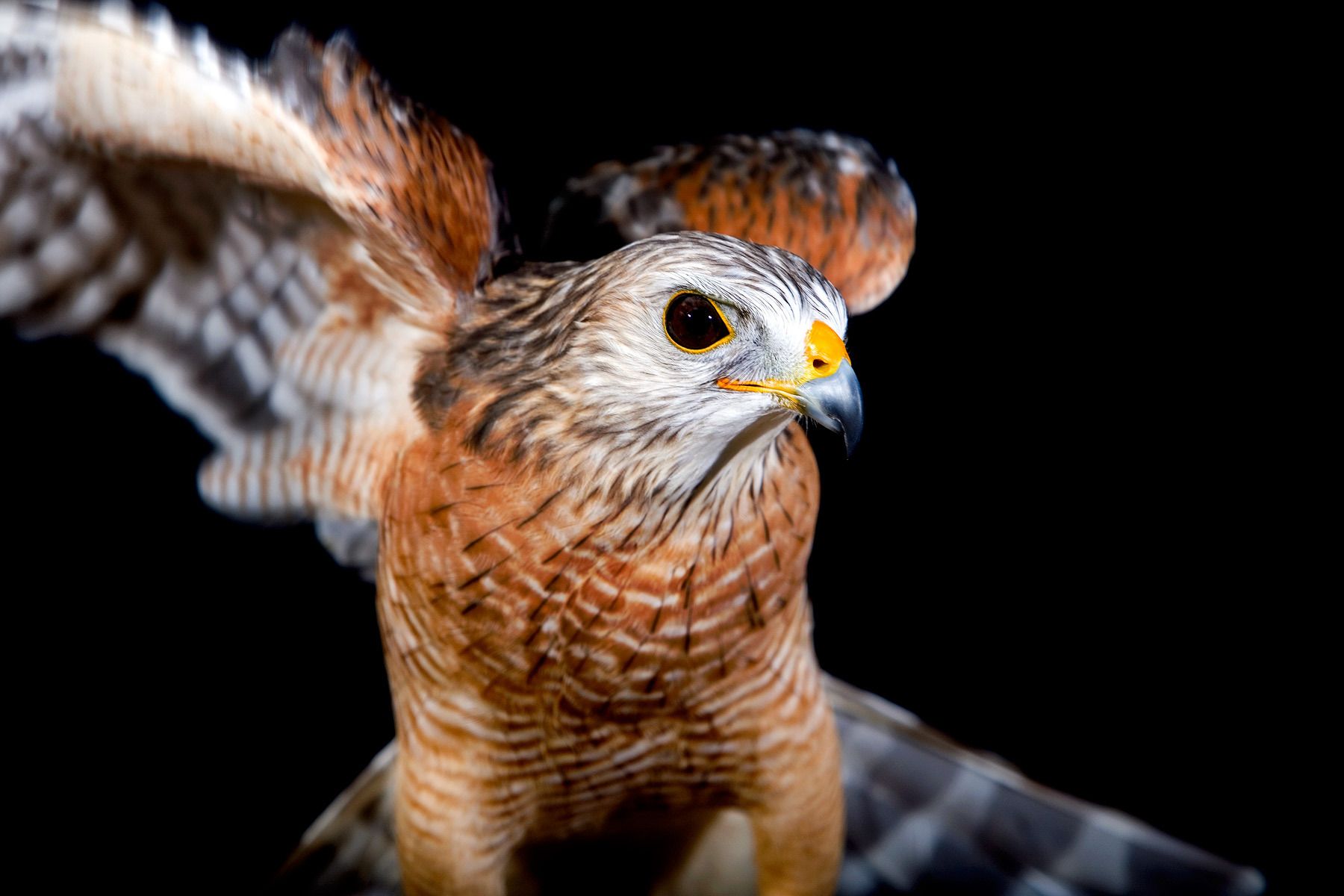 The Falcon Batchelor Bird of Prey Center of the Miami Science Museum