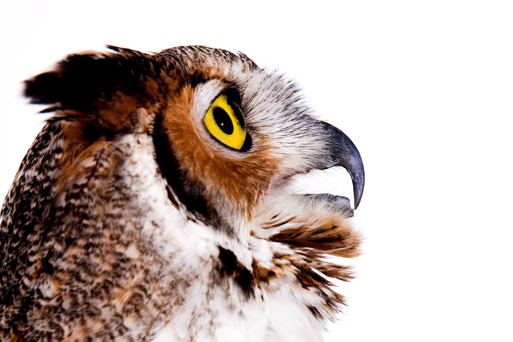 The Falcon Batchelor Bird of Prey Center of the Miami Science Museum