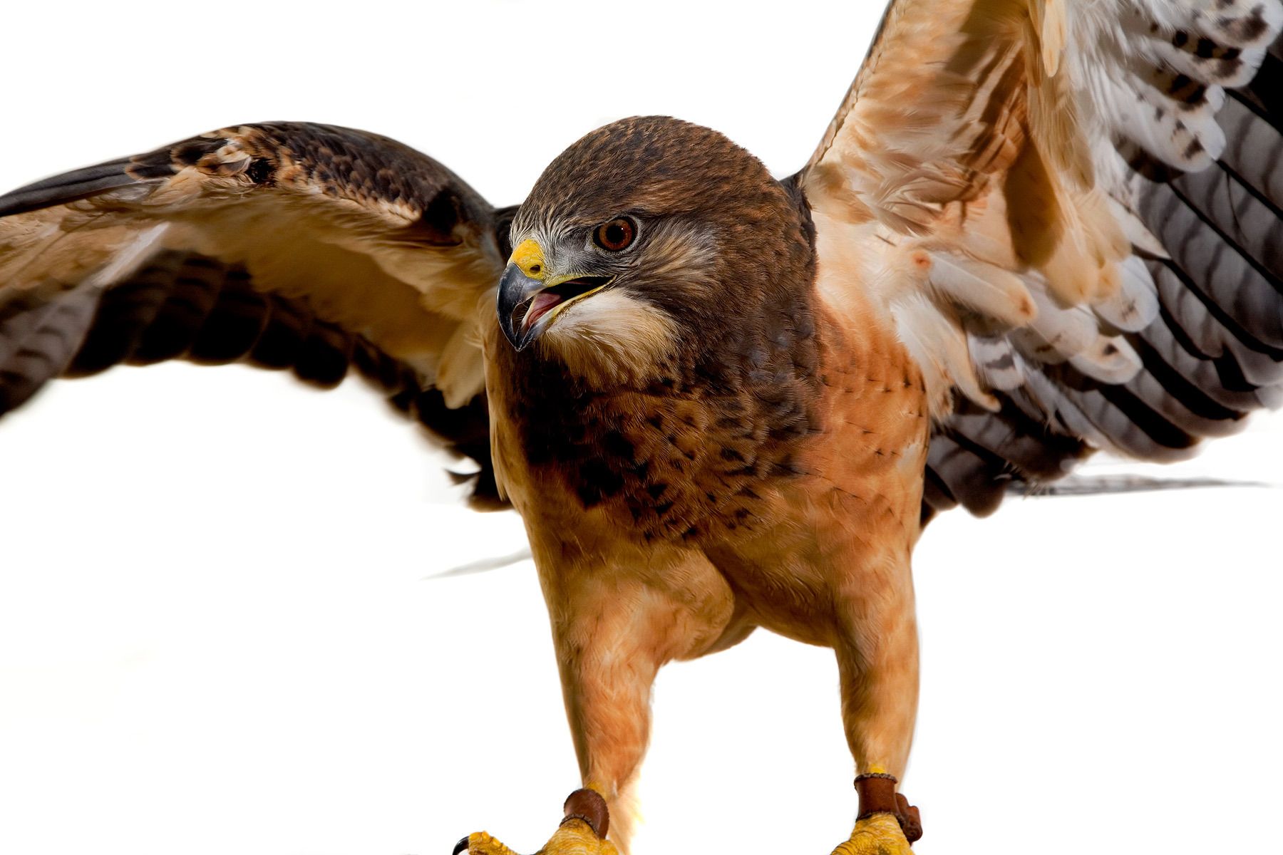 The Falcon Batchelor Bird of Prey Center of the Miami Science Museum