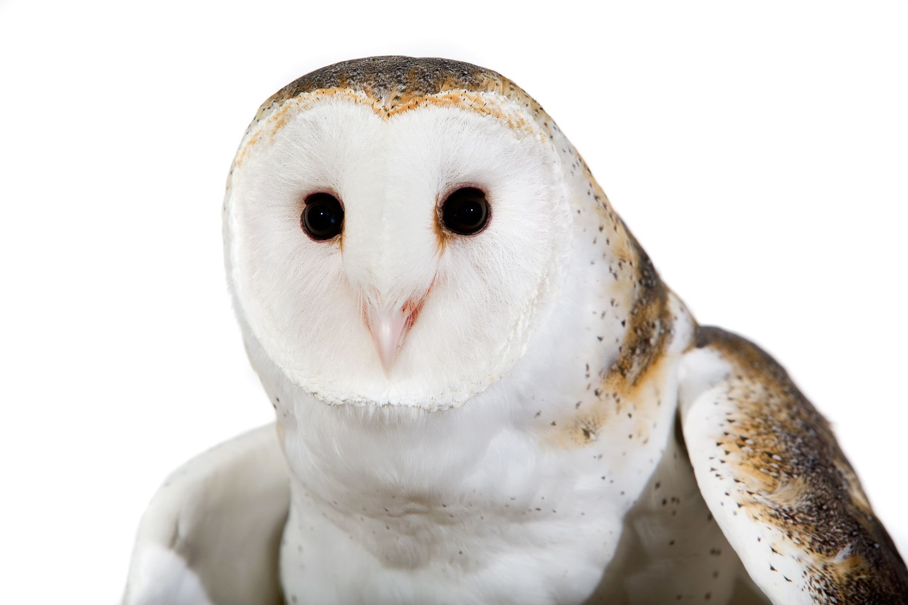 The Falcon Batchelor Bird of Prey Center of the Miami Science Museum