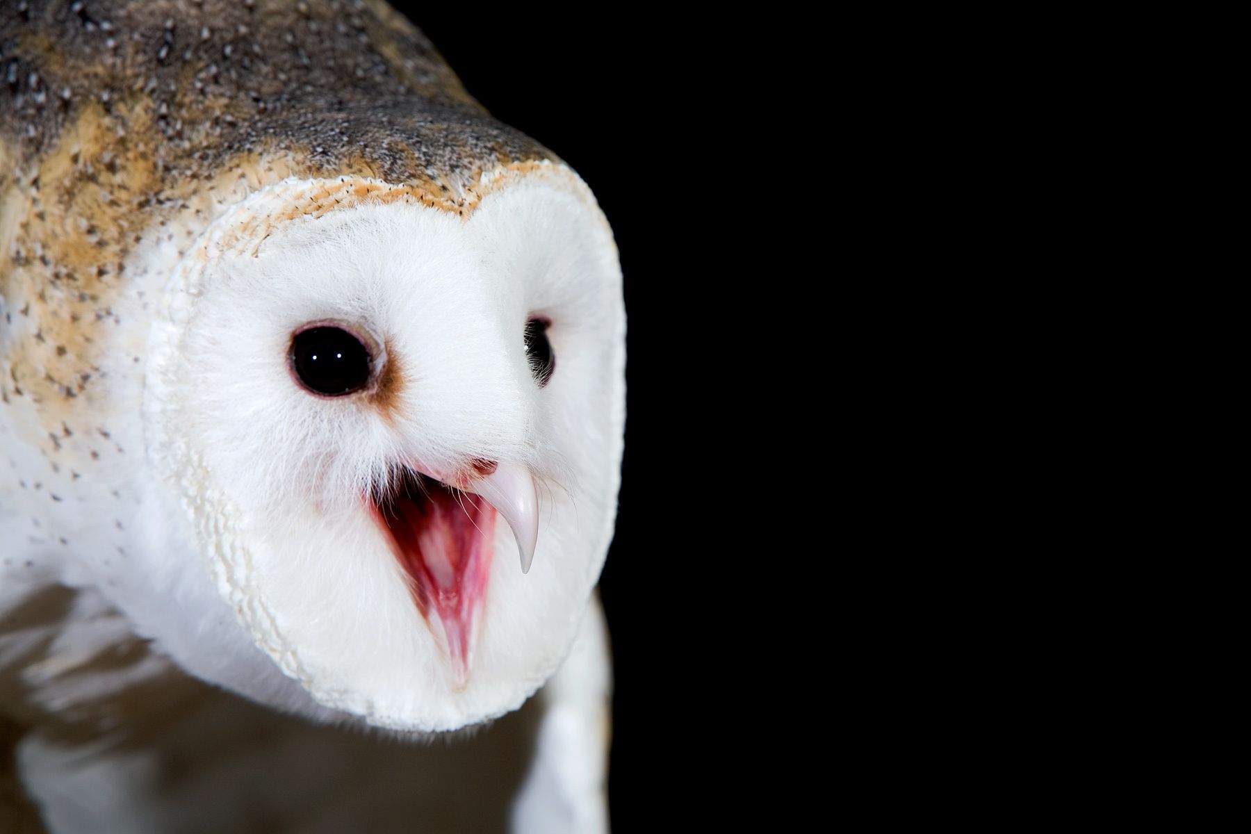 The Falcon Batchelor Bird of Prey Center of the Miami Science Museum