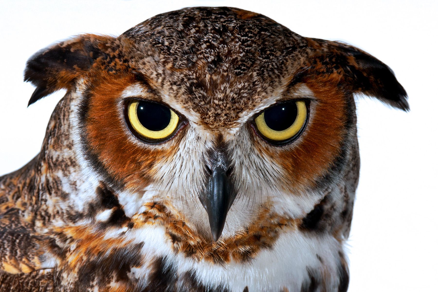 The Falcon Batchelor Bird of Prey Center of the Miami Science Museum