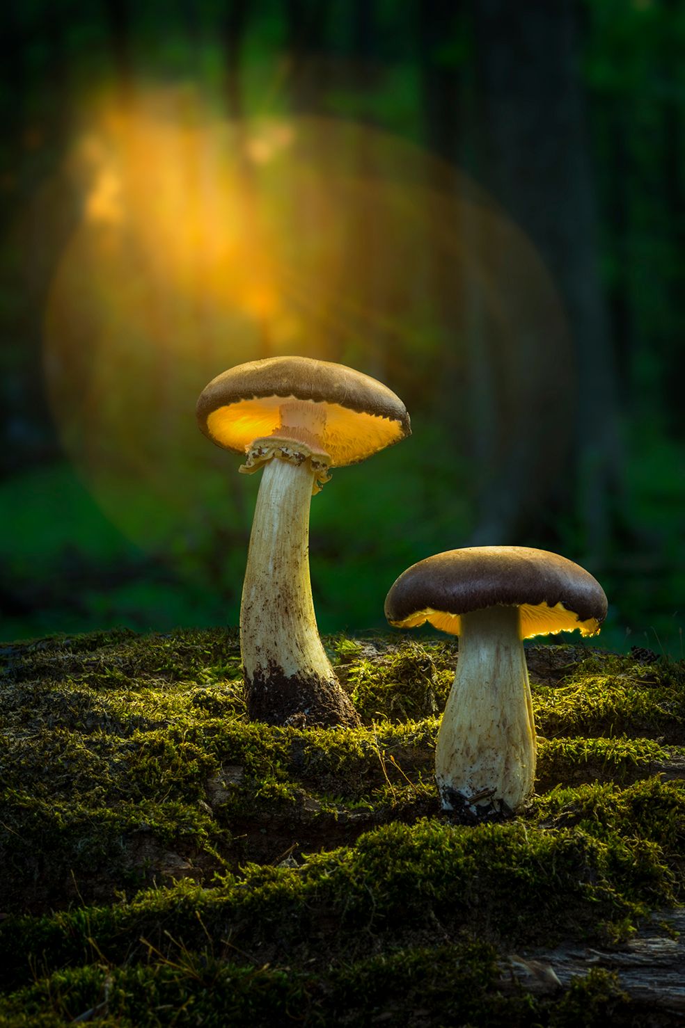 Mushrooms12.jpg