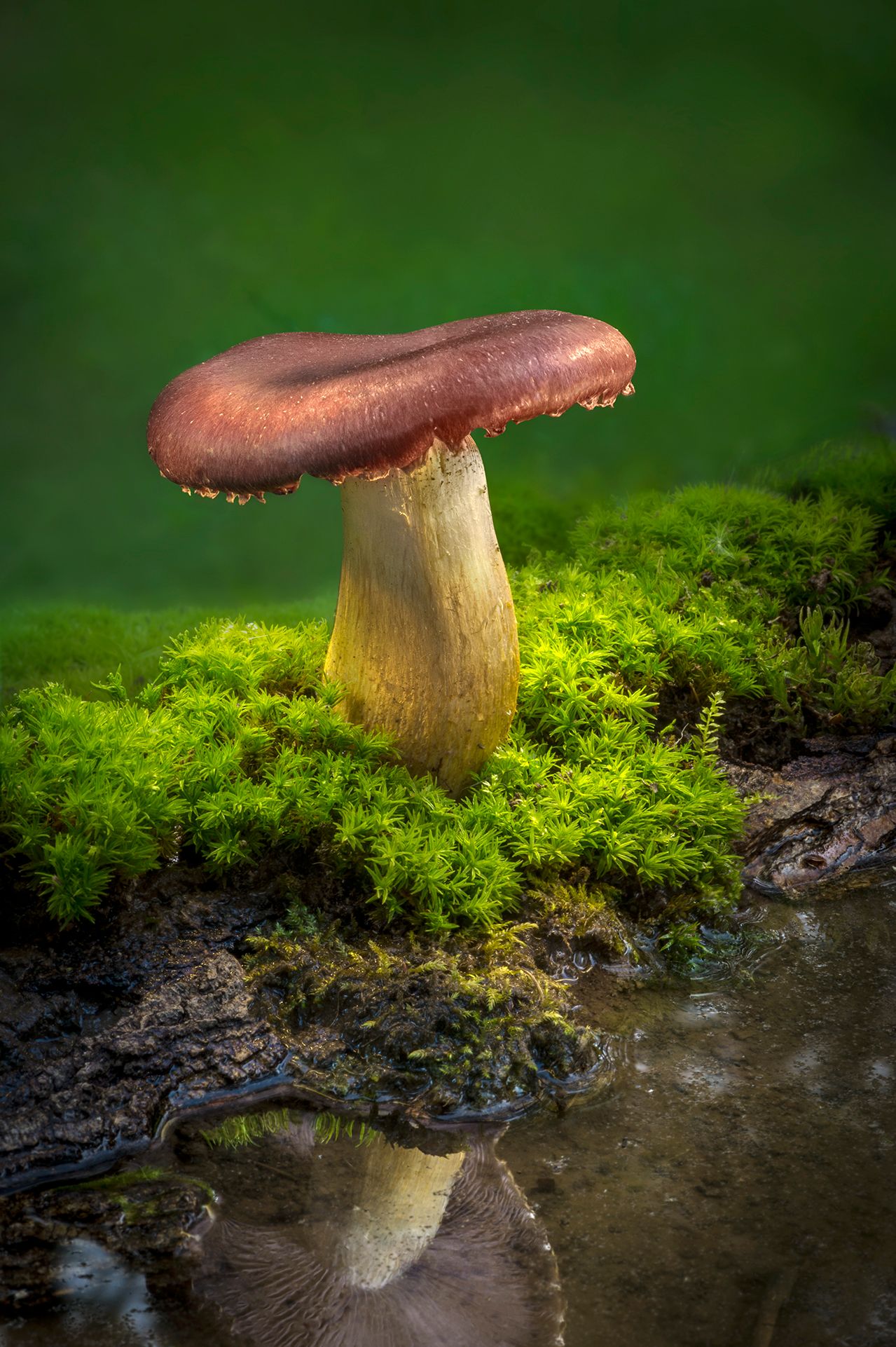 Mushroom14.jpg