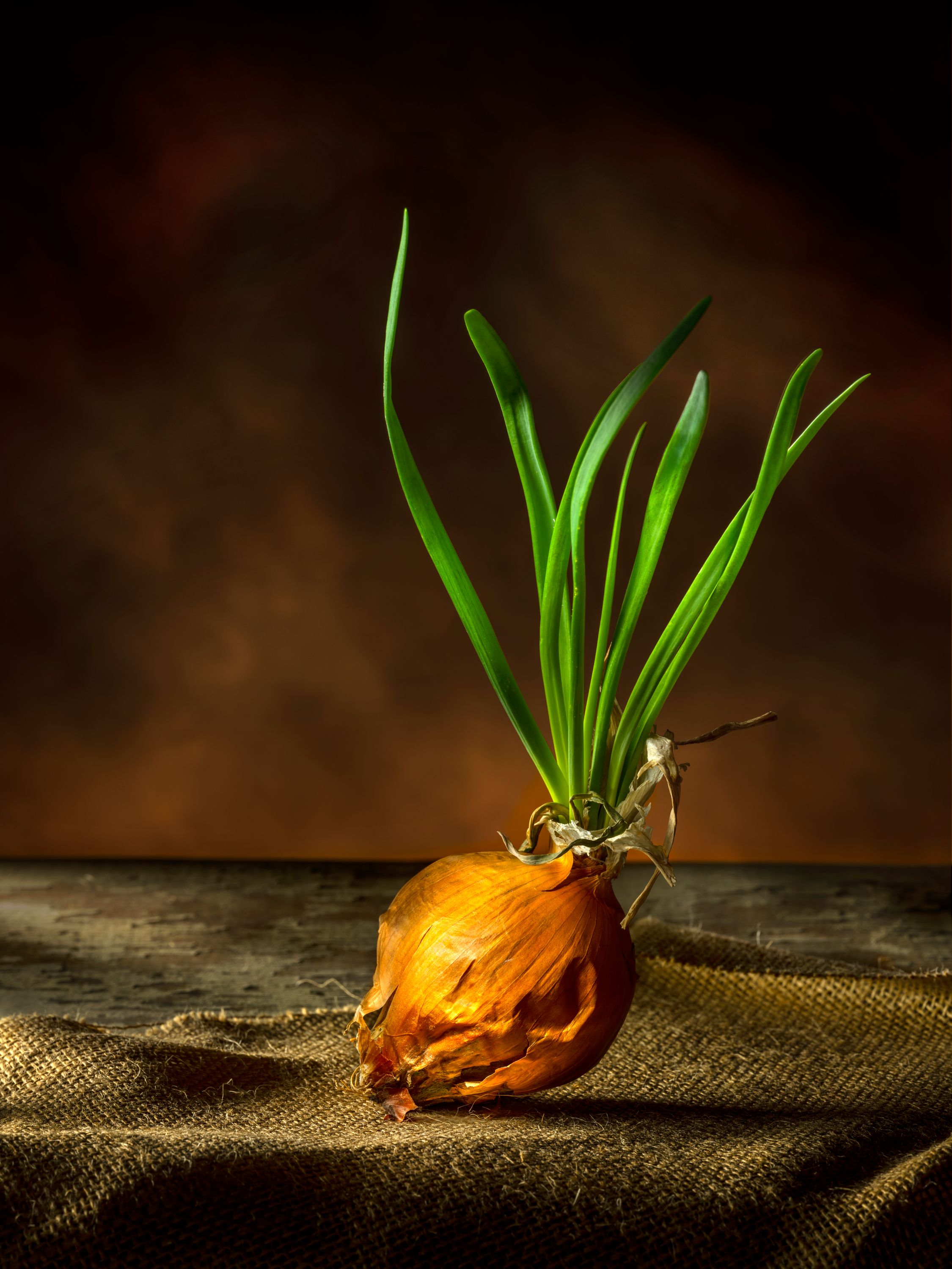 OnionSprouting copy.jpg