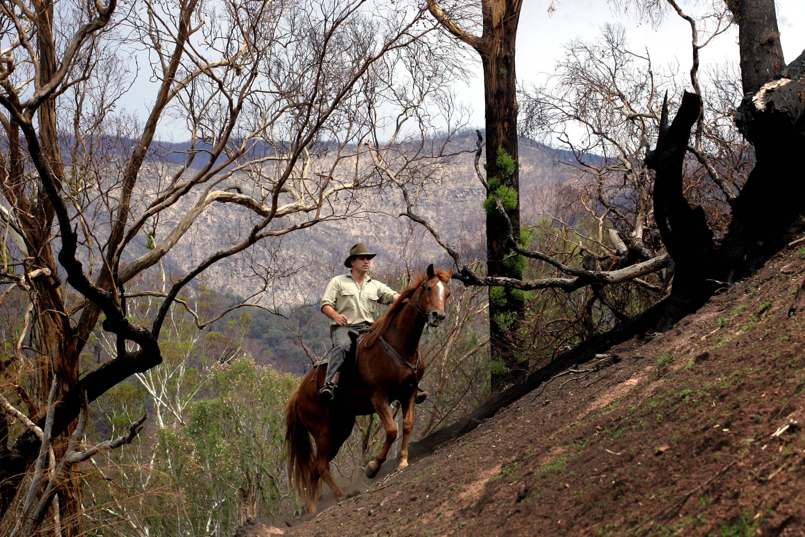 AFTER FIRES-335238.JPG