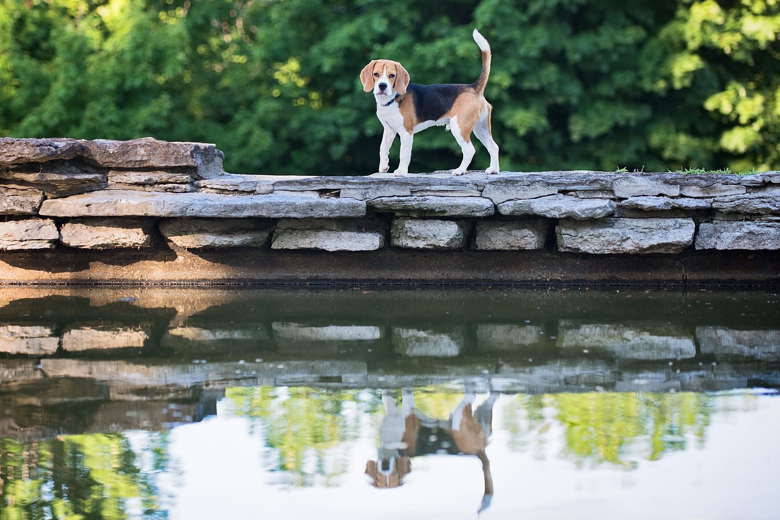Dog-in-Reflection-Kentucky-Lake.jpg