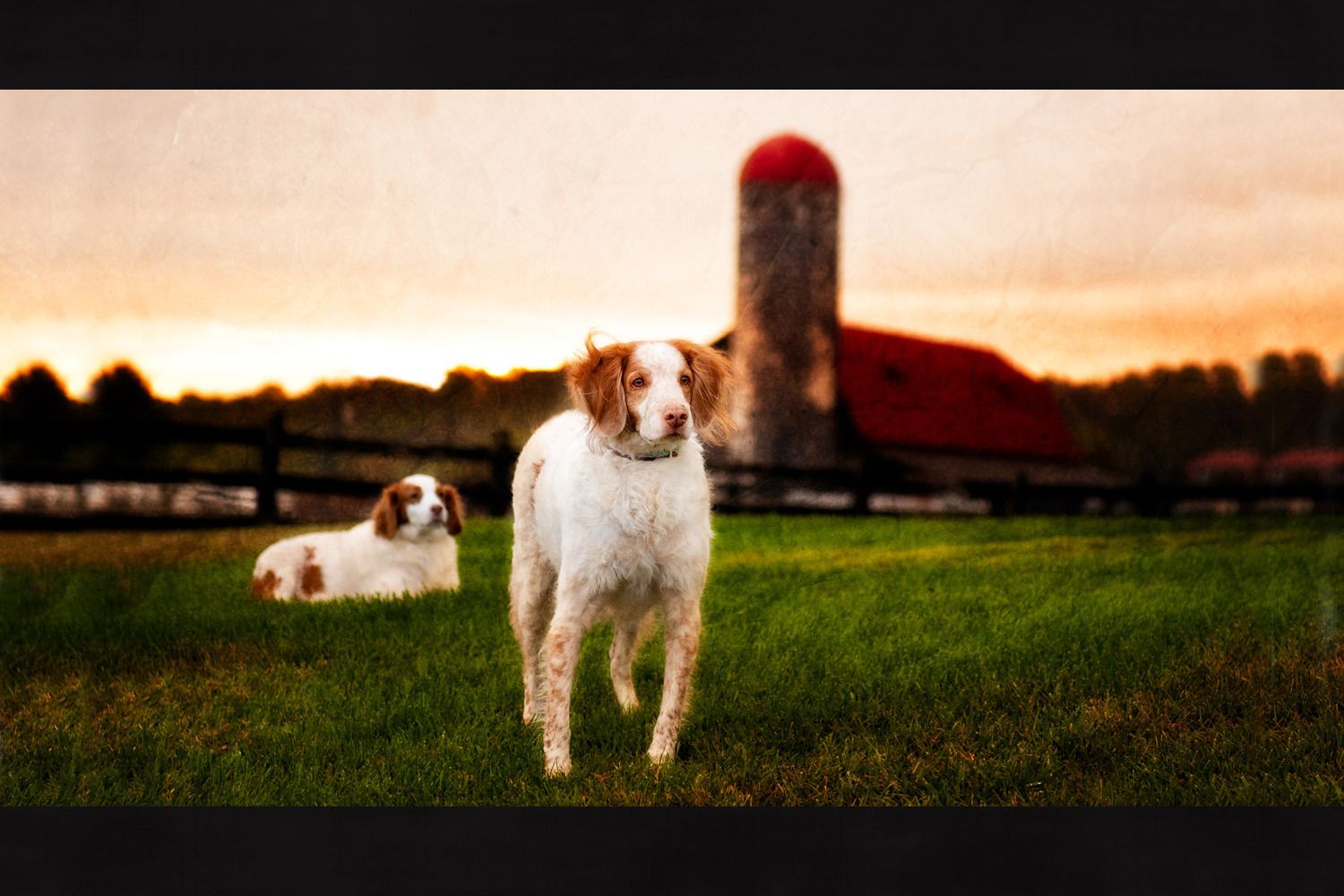 1_0_52_1spaniels_on_the_farm.jpg