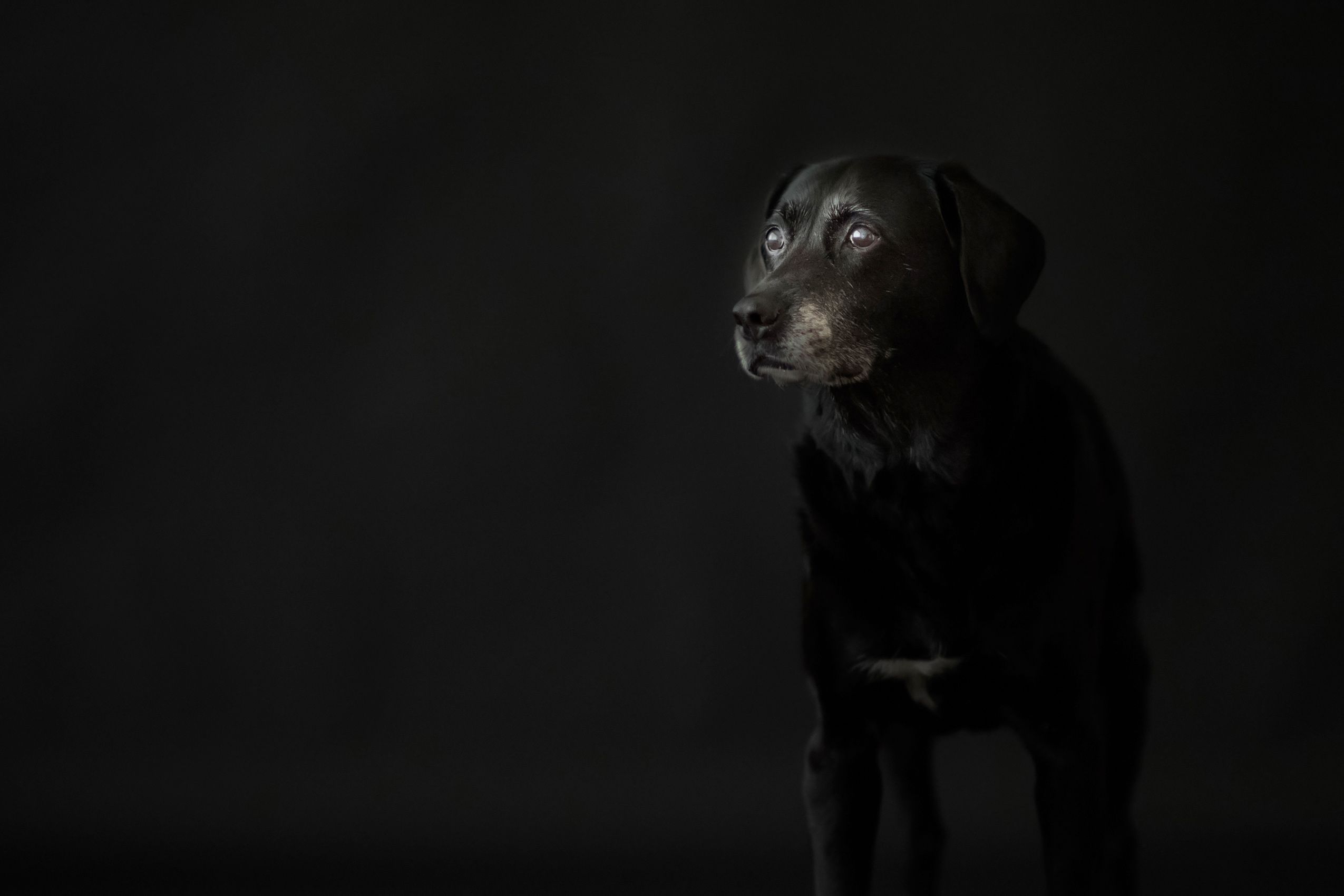 Pet-Portrait-In-Studio-Black-LAb.jpg
