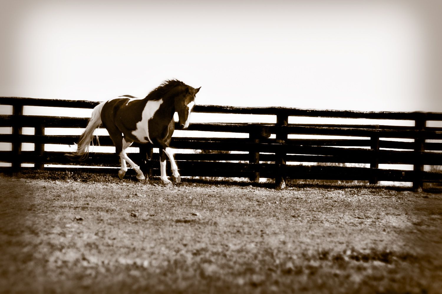 7_0_42_1horse_in_sepia.jpg
