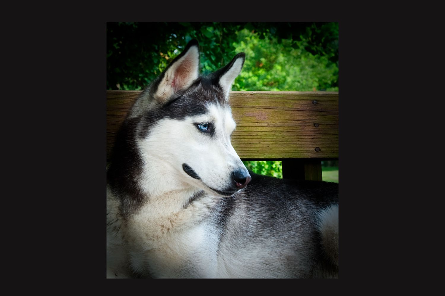 17_0_16_1husky_dog_portrait_louisville.jpg
