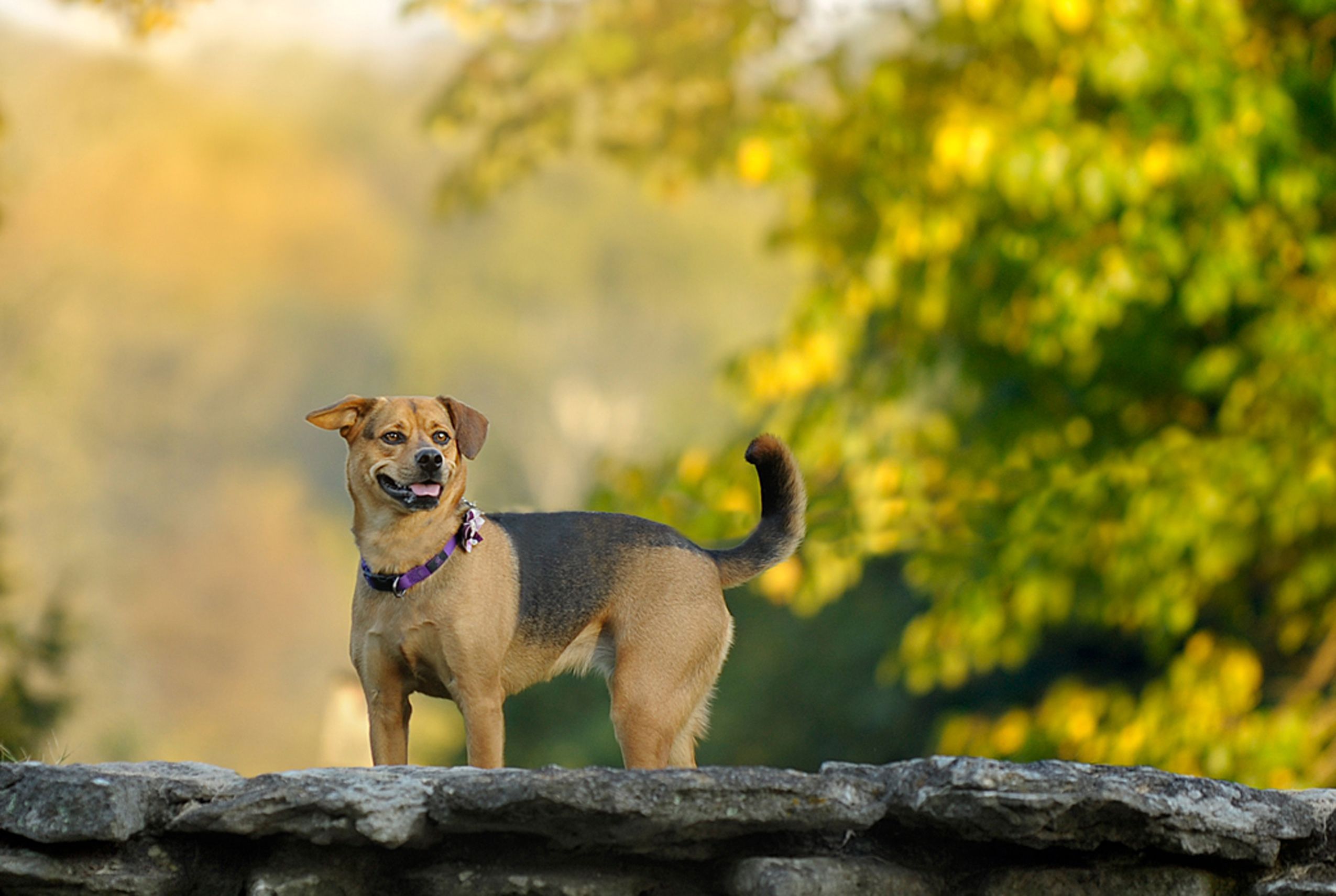 Dog-Portrait-in-Autumn-Kentucky.jpg