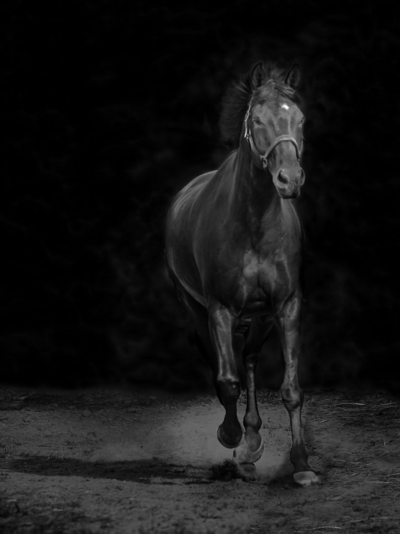Freidrick-Charcoal-equine-portrait.jpg