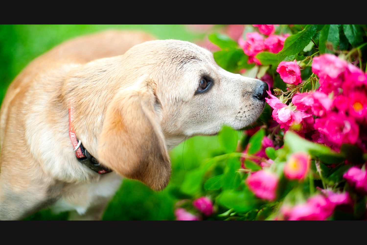 22_0_18_1puppy_in_flowers_spring_kentucky.jpg