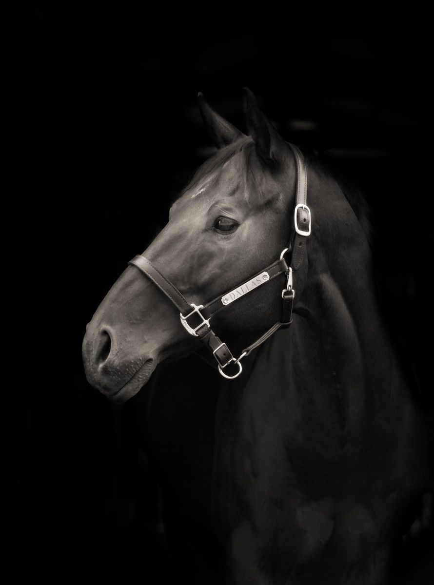 3_0_11_1louisville_horse_portrait__profile_bw.jpg
