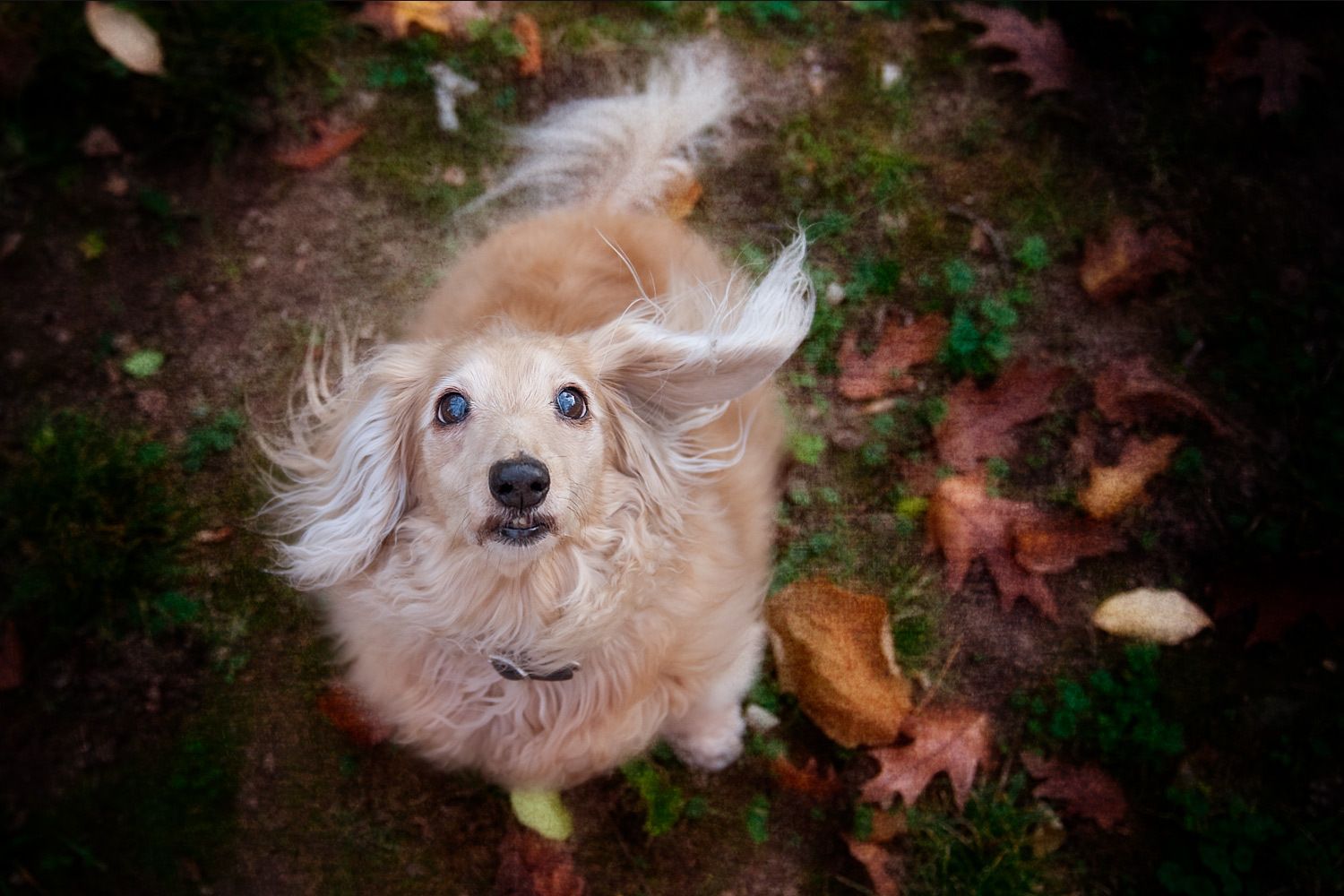 20_0_26_1dachshund_dog_portrait_kentucky.jpg