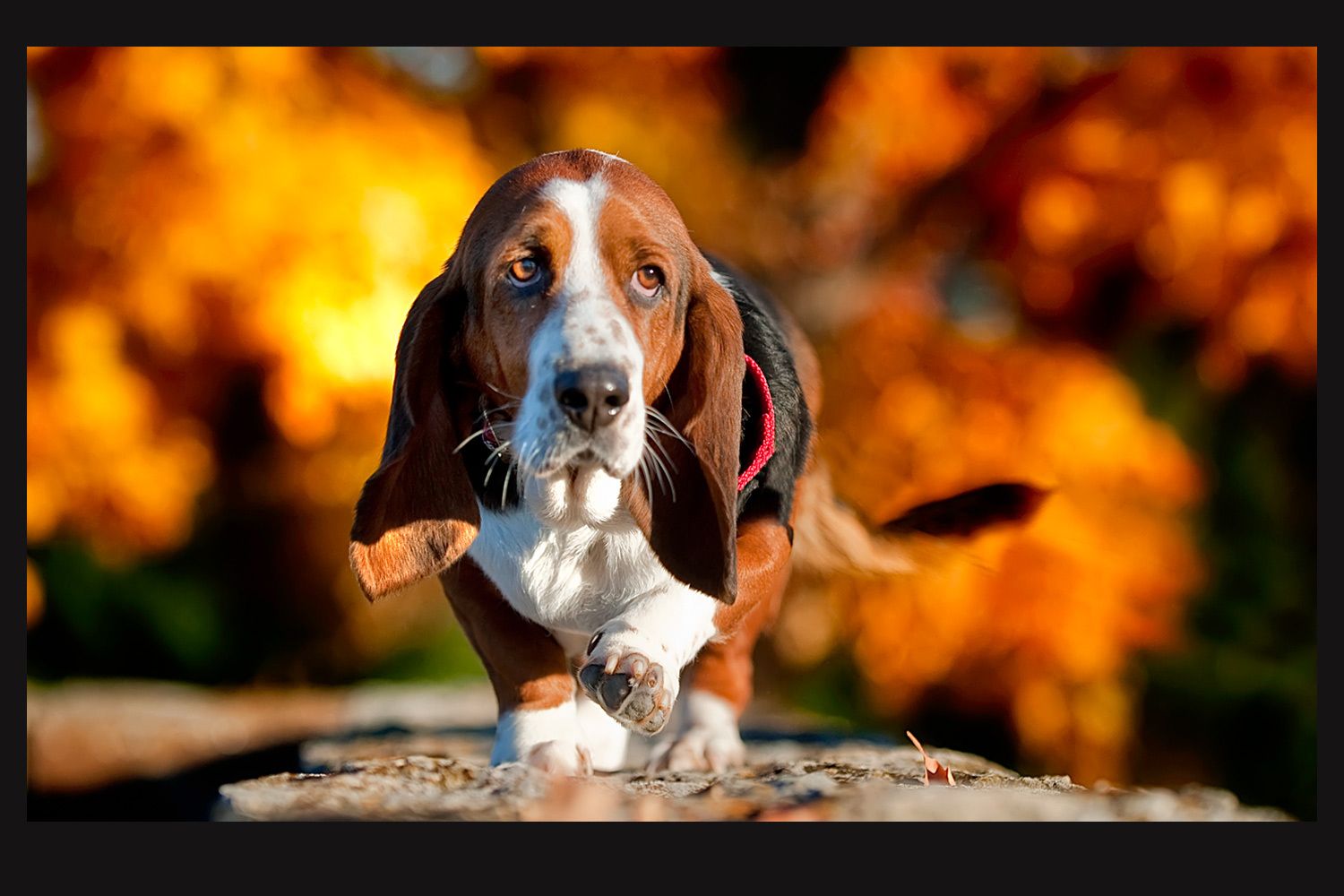13_0_14_1basset_hound_kentucky_fall.jpg