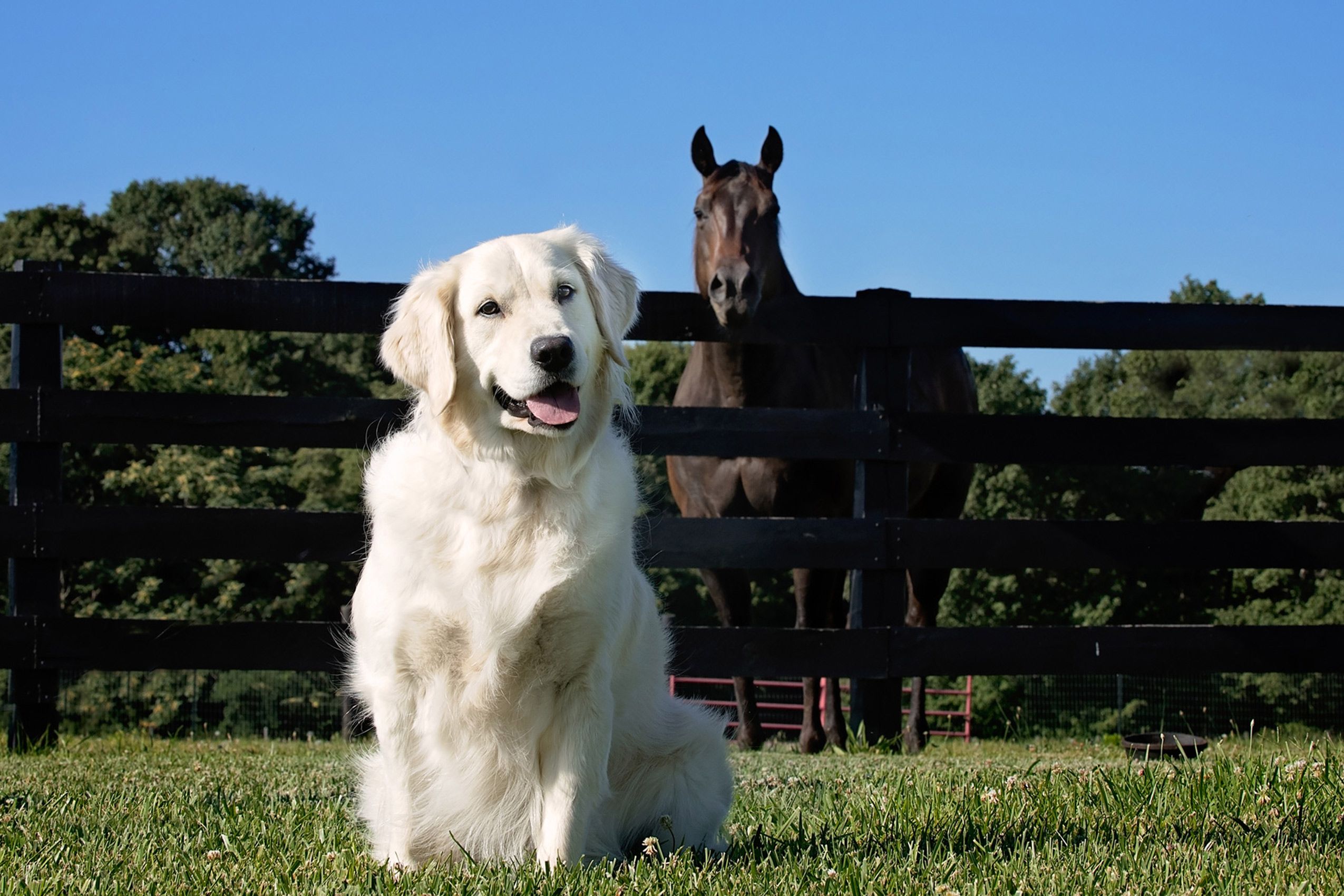 Dog-and-Horse-Portrait.jpg