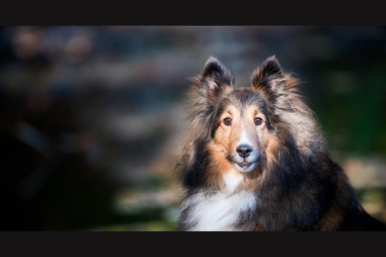 7_0_32_1sheltie_portrait_louisville_kentuckty.jpg