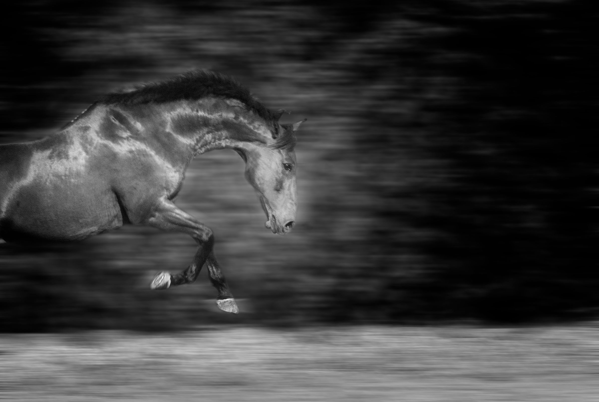 Fred-RUnning-horse-portrait.jpg