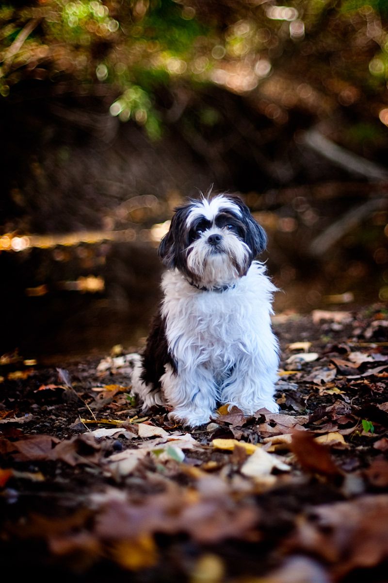 27_0_33_1shitzu_dog_portrait_louisville.jpg