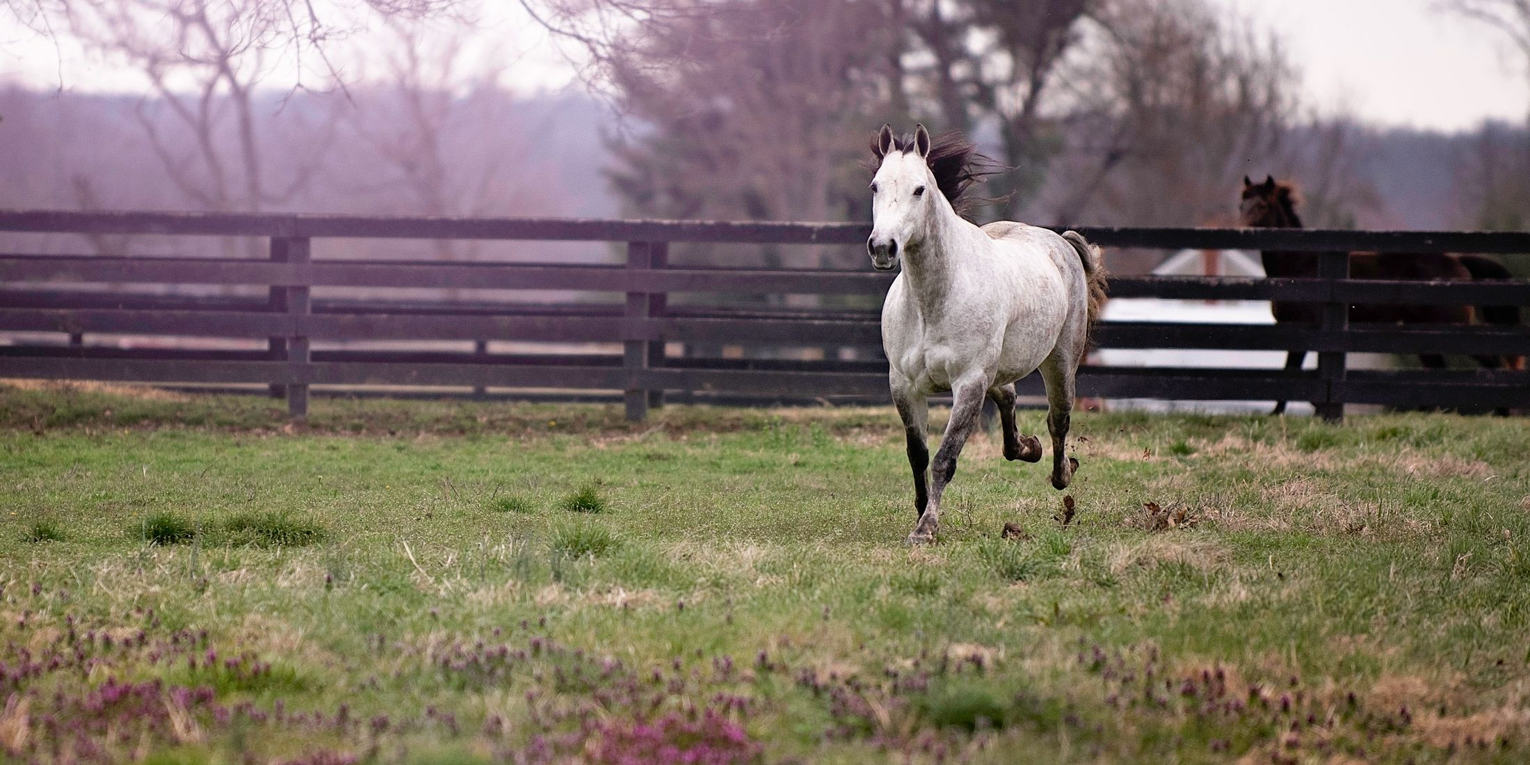 Willow-Horse-Running-Equine-Photography.jpg